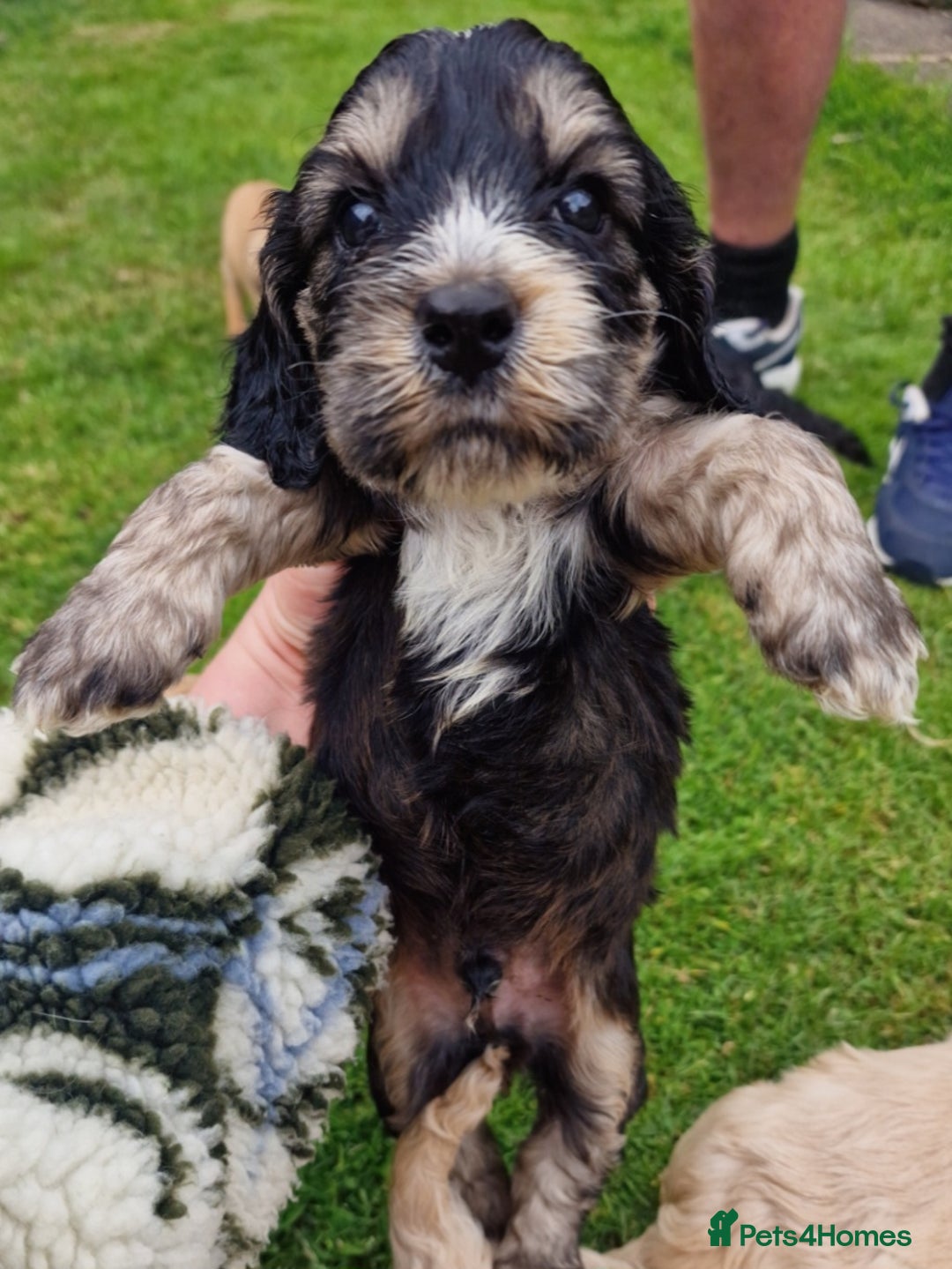 Cockapoo dogs for sale: Cockapoo puppies, ready to leave today.  in Otley - Image 5