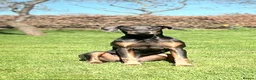 Dobermann dogs for sale: 9 month old female blue Doberman  - Advert 6