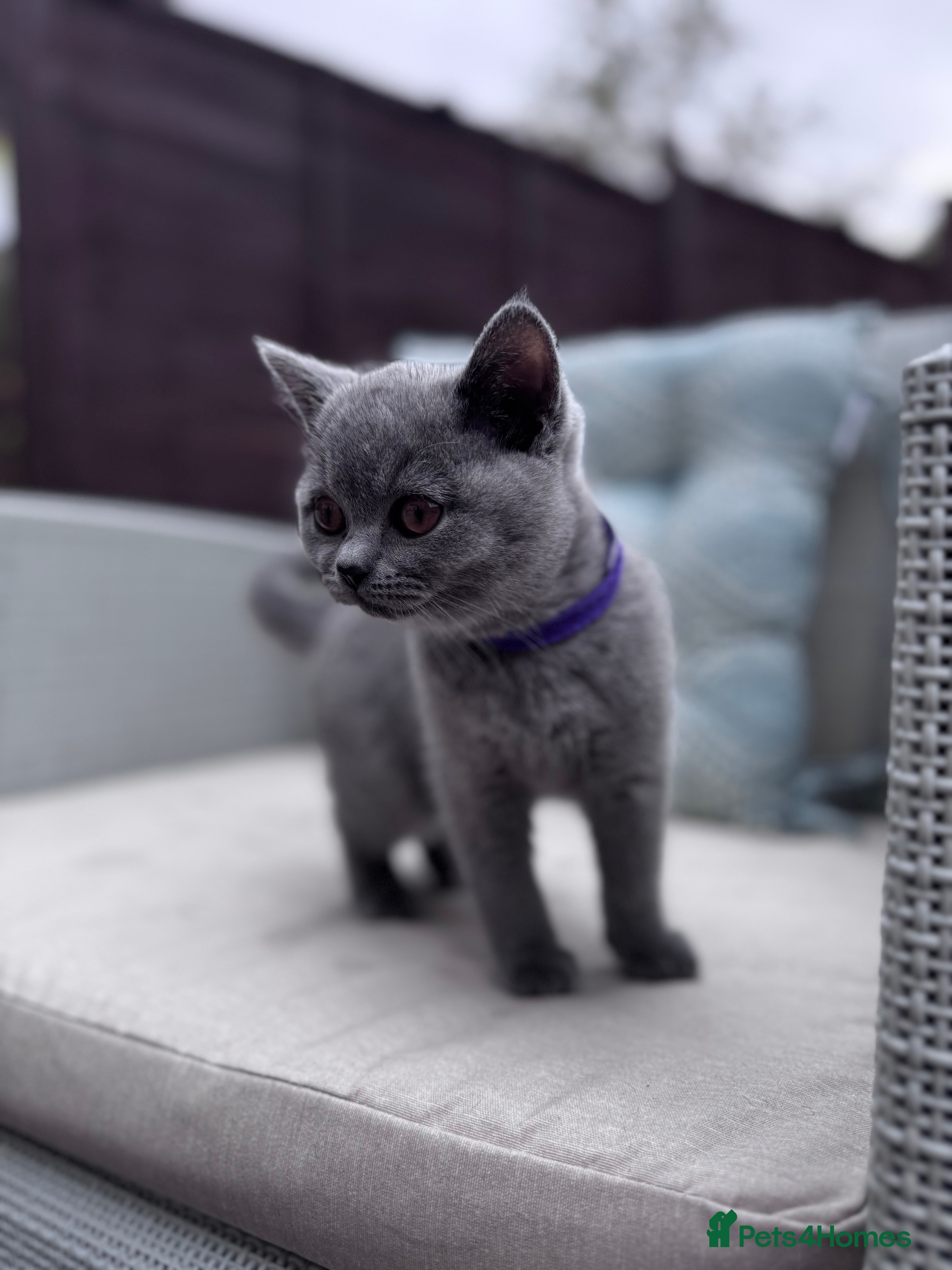 British Shorthair cats British Shorthair kittens ACTIVE/Non-active - Advert 2