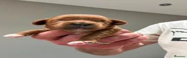 No Collar Female
