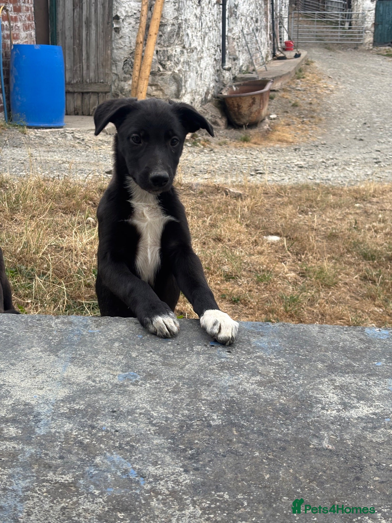 Mixed Breed dogs 2 gorgeous black and white boys left!! - Advert 8