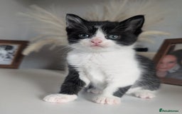 Mixed Breed cats for sale: Black and white kittens  - Image 1