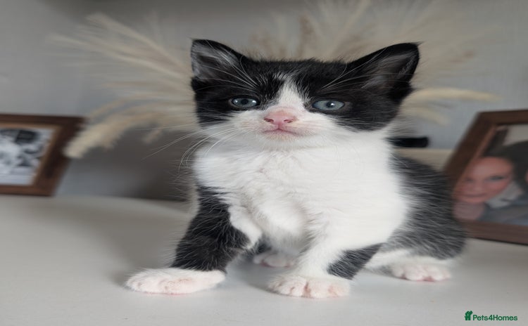 Mixed Breed cats - Advert 11