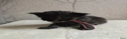 Maine Coon cats for sale: Maine Coon Kittens Russian/European lines - Advert 17