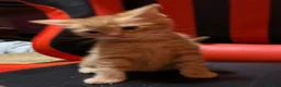 Mixed Breed cats for sale: Beautiful kittens - Advert 10