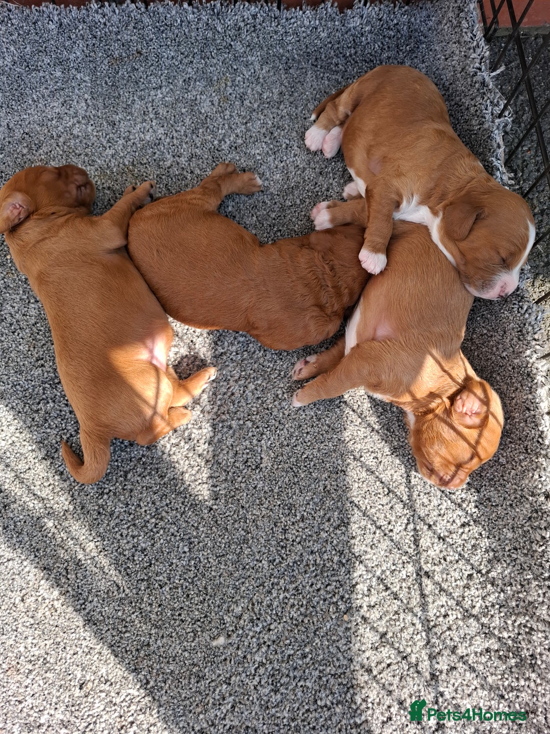 Mixed Breed dogs for sale: Cavapoo puppies  - Image 7
