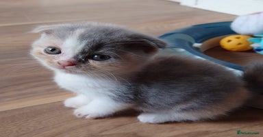 Scottish Fold cats - Advert 6