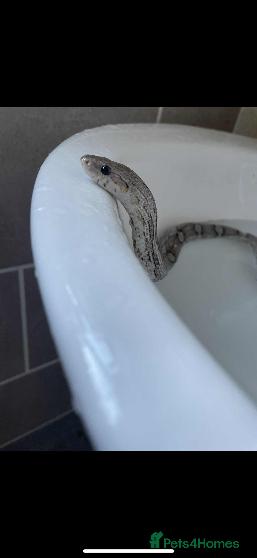 Corn Snake reptiles for sale: female corn snake for good home only  - Advert 2