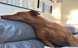 Dobermann dogs for sale: For Sale – Beautiful Doberman Puppy (9 months old) - Image 3