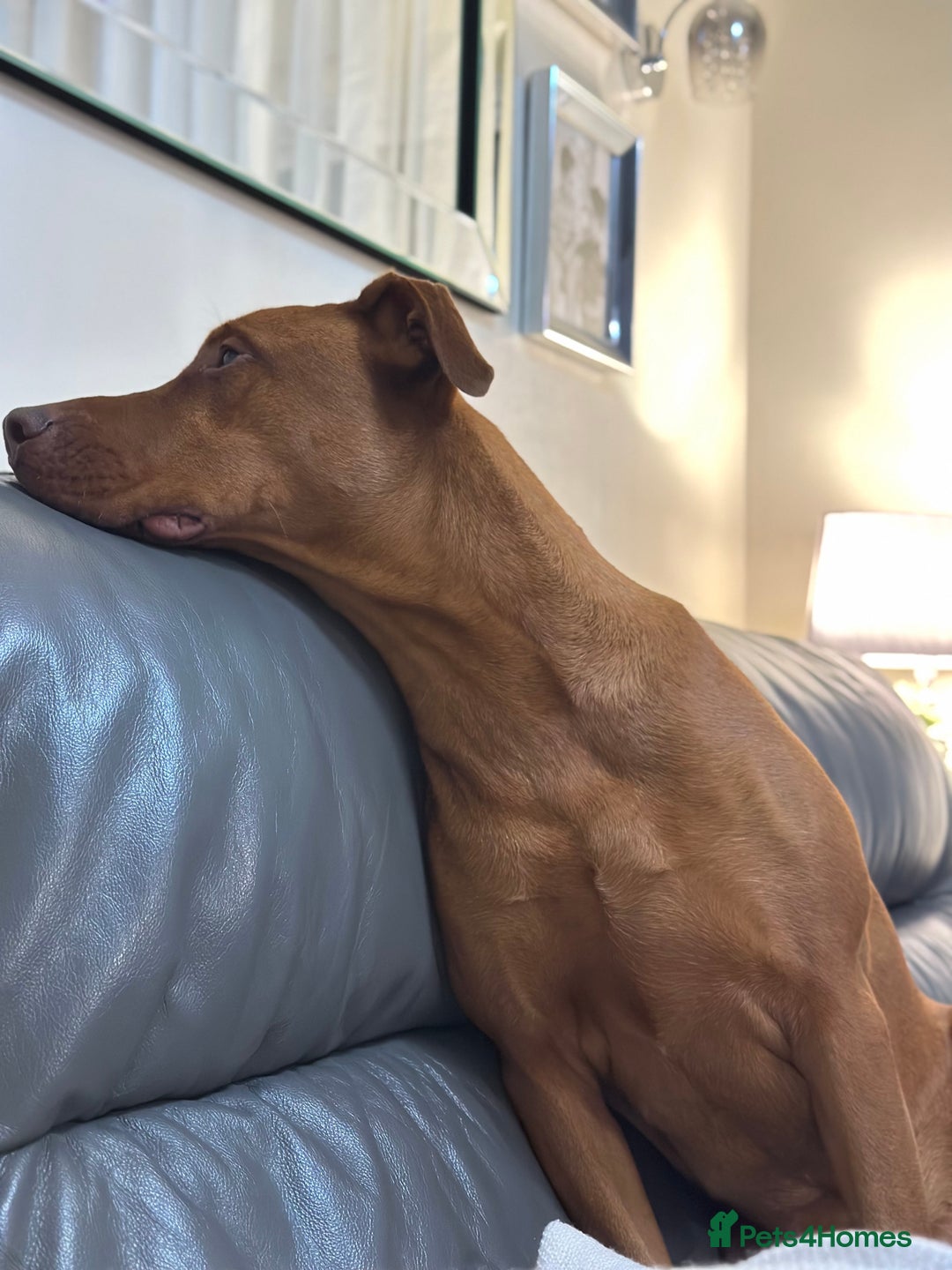 Dobermann dogs for sale: For Sale – Beautiful Doberman Puppy (9 months old) - Image 3