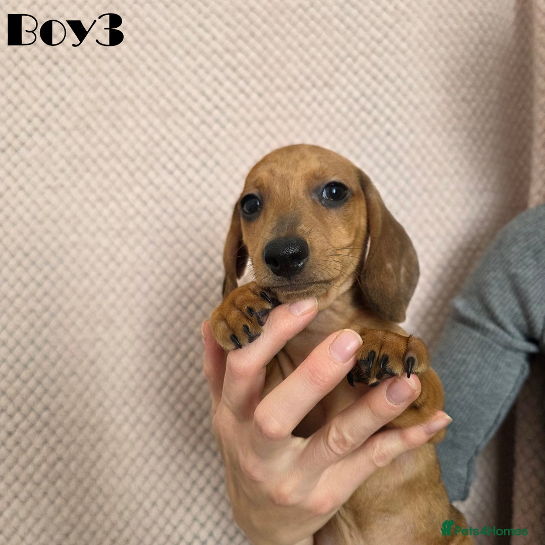Miniature Dachshund dogs for sale: Dachshund pups - Advert 4