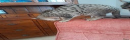 Savannah cats for sale: F5 Full Pedigree Tica Registered Girl Kitten - Advert 23