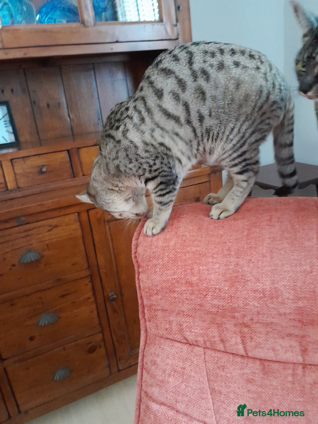 Savannah cats for sale: F5 Full Pedigree Tica Registered Girl Kitten - Advert 23