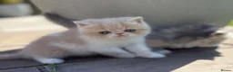 Exotic cats for sale: Beautiful Exotic cream & white female - Advert 21
