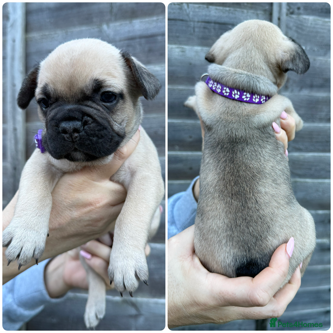 French Bulldog dogs for sale: 10 stunning coloured French bulldogs🐾 - Advert 2
