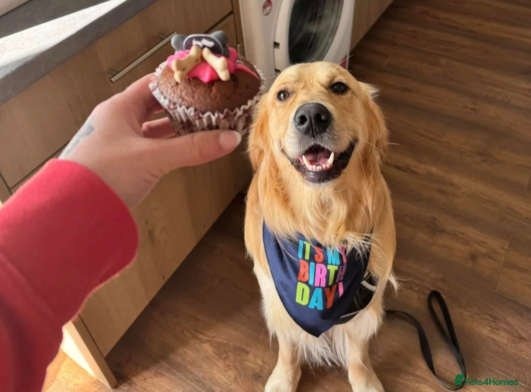 Golden Retriever dogs for stud: Golden Retriever Stud - Advert 2