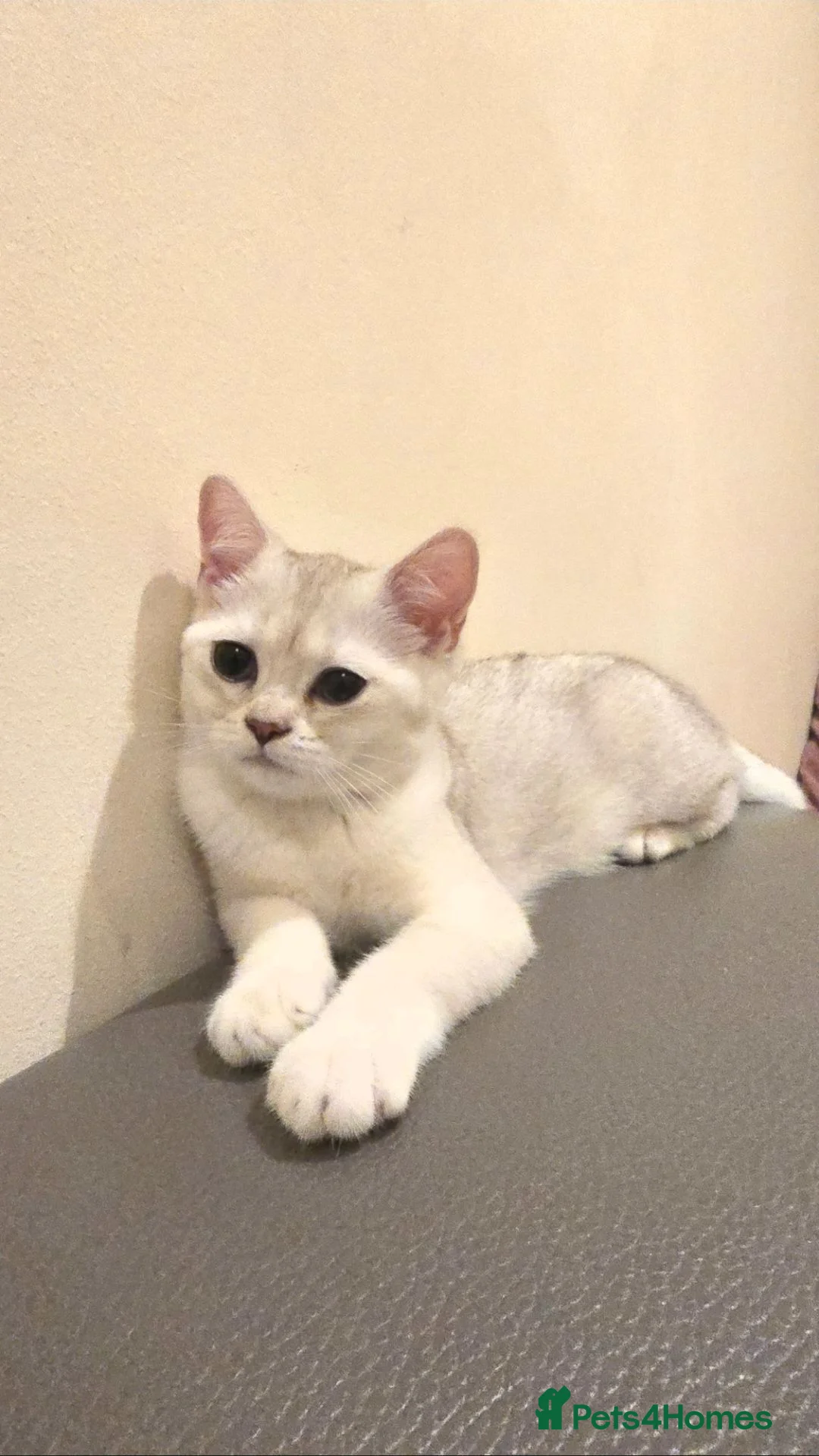 British Shorthair cats for sale: 4-month old BSH female kitten looking for home - Advert 2