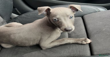Whippet dogs in Accrington - Advert 8