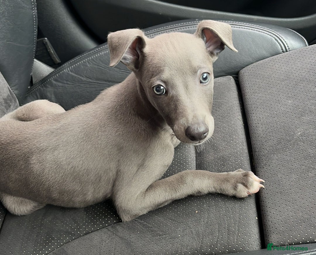 Whippet dogs for sale: Whippet x Italian Greyhound Puppies in Accrington - Image 3