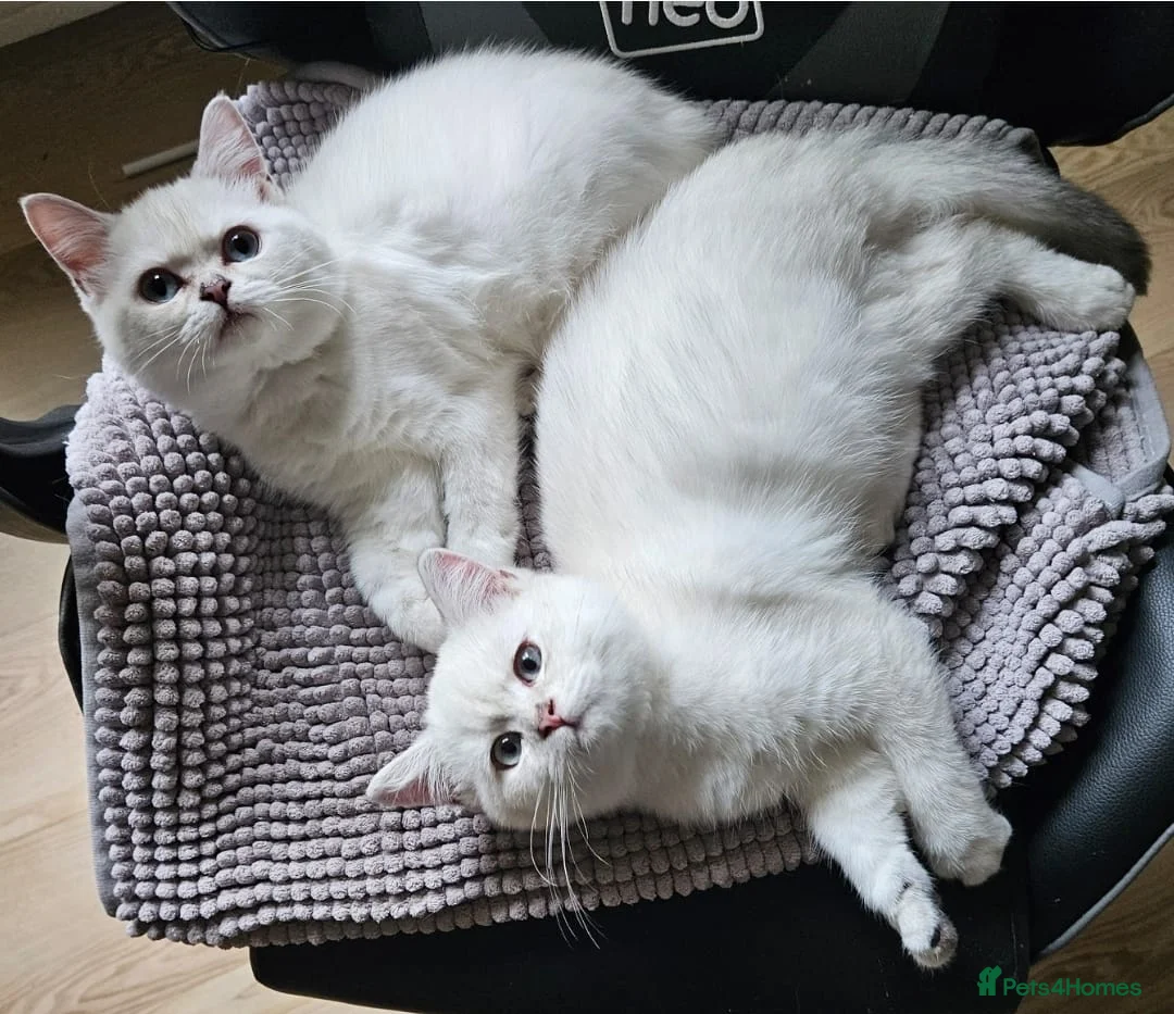 British Shorthair cats for sale: ✨Outstanding Quality British Shorthair Kittens✨ - Advert 4