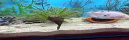 Plecos fish for sale: BRISTLENOSE PLECOS in Darwen - Advert 4