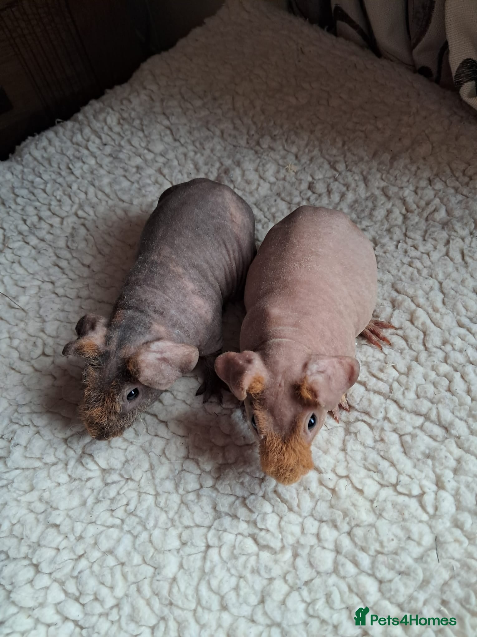 Guinea Pig rodents BEAUTIFUL BABY SKINNY PIGS  - Advert 18