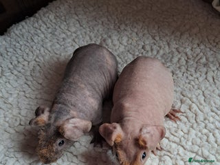 Guinea Pig rodents BEAUTIFUL BABY SKINNY PIGS - Advert 11