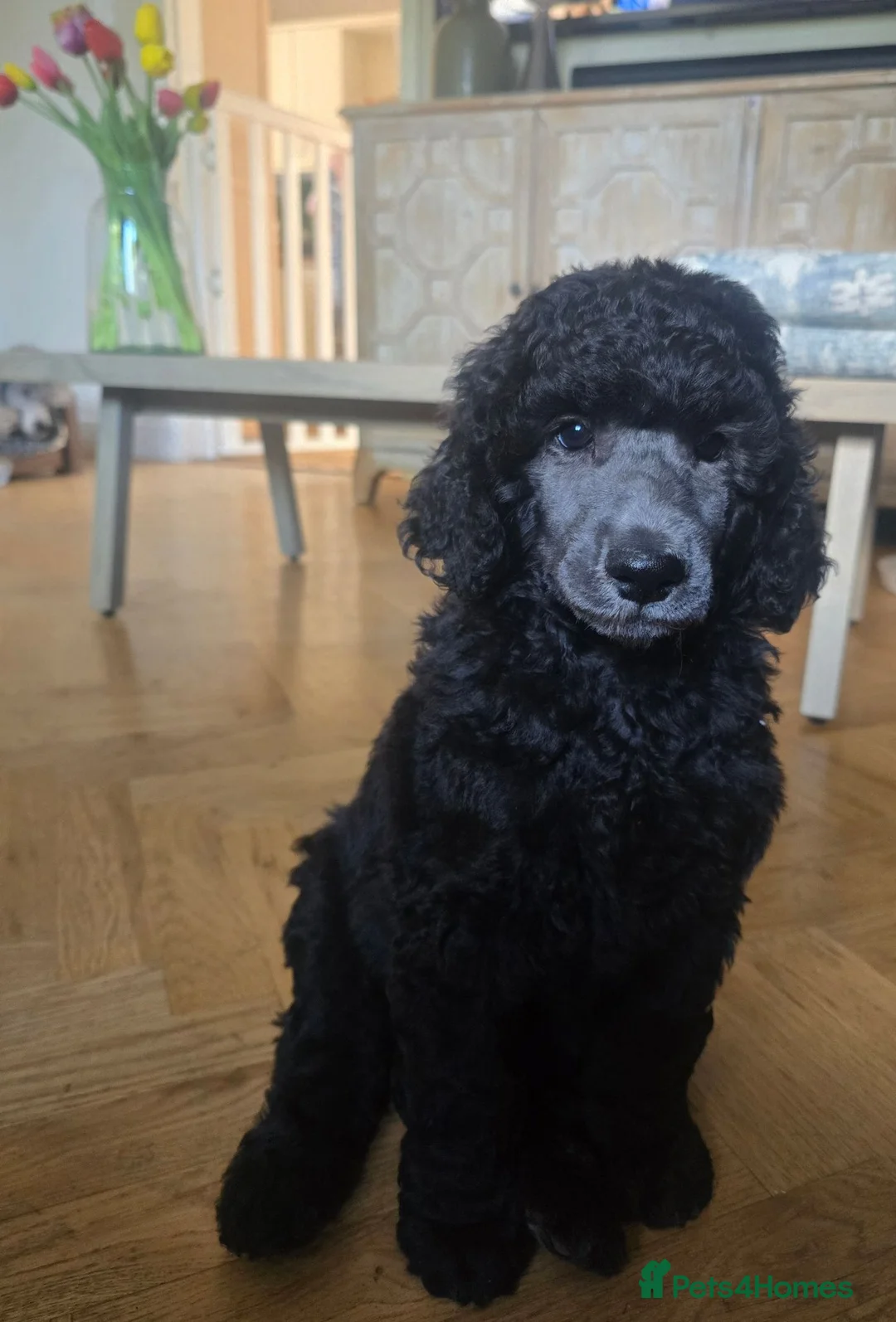 Standard Poodle dogs for sale: Handsome Silver Poodle Boy - Advert 1