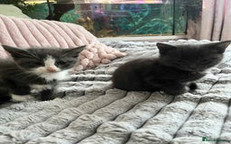 British Shorthair cats for sale: Beautiful British Shorthair Kittens  - Image 1