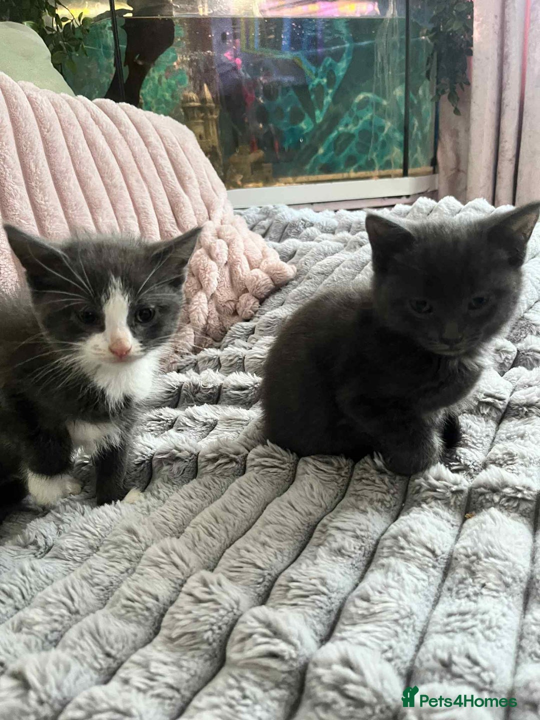 British Shorthair cats for sale: Beautiful British Shorthair Kittens  - Image 1