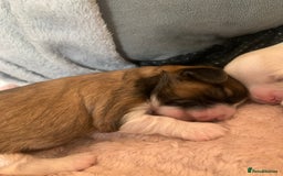 Malshi dogs for sale: Malshi puppies - Image 10