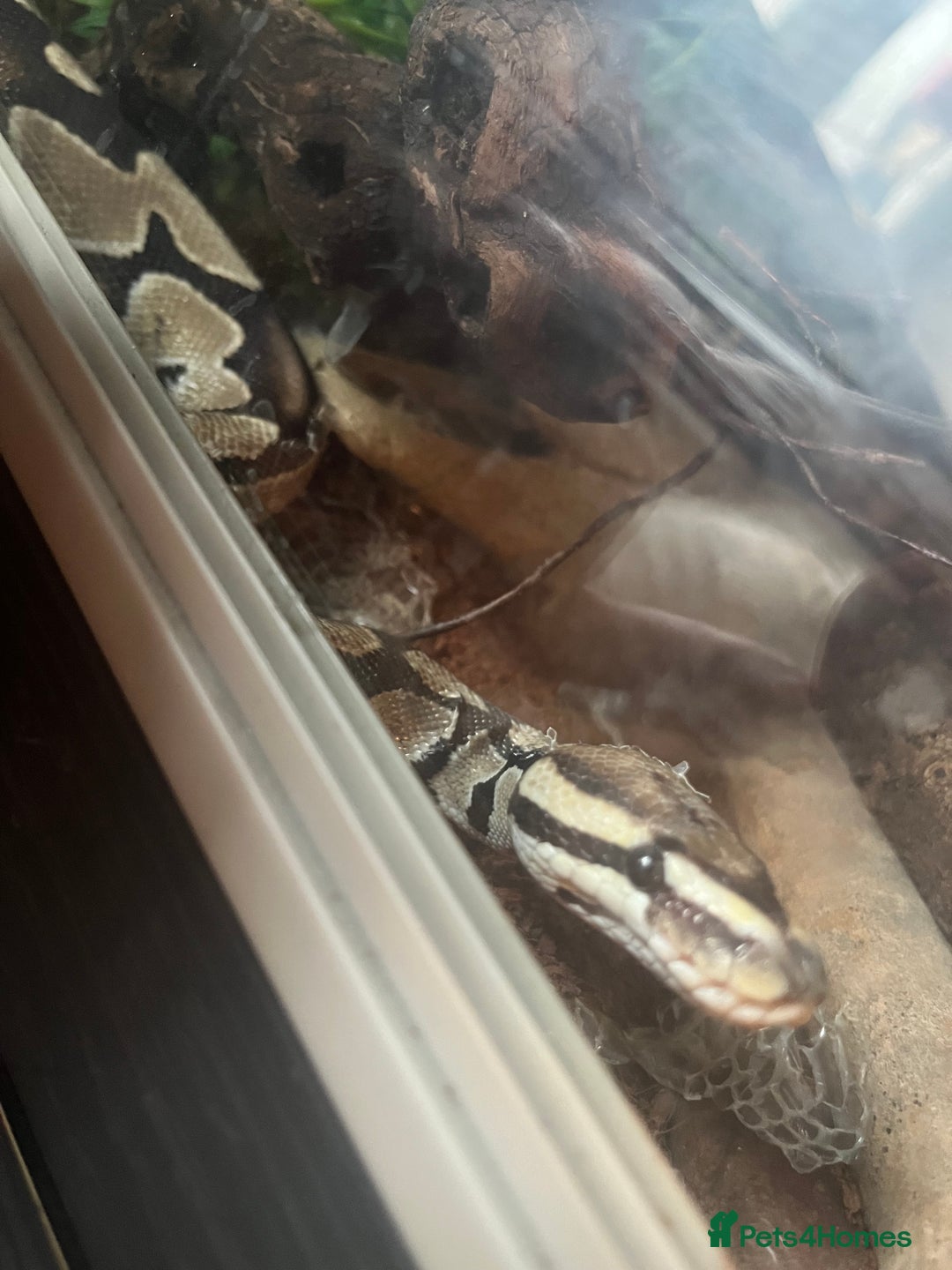 Python Snake reptiles for sale: 2 x royal ball python’s with set up  - Image 9