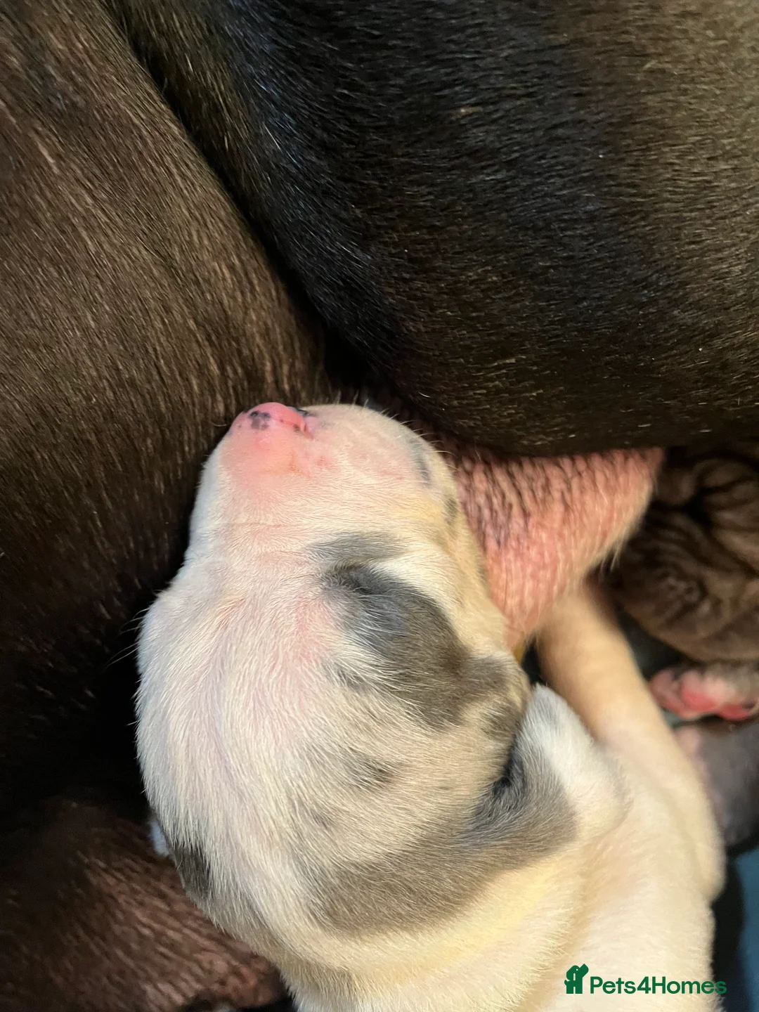 Great Dane dogs for sale: Kc reg Great Dane pups - Advert 13