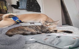Mixed Breed cats for sale: Gorgeous cross bengal girl - Image 4