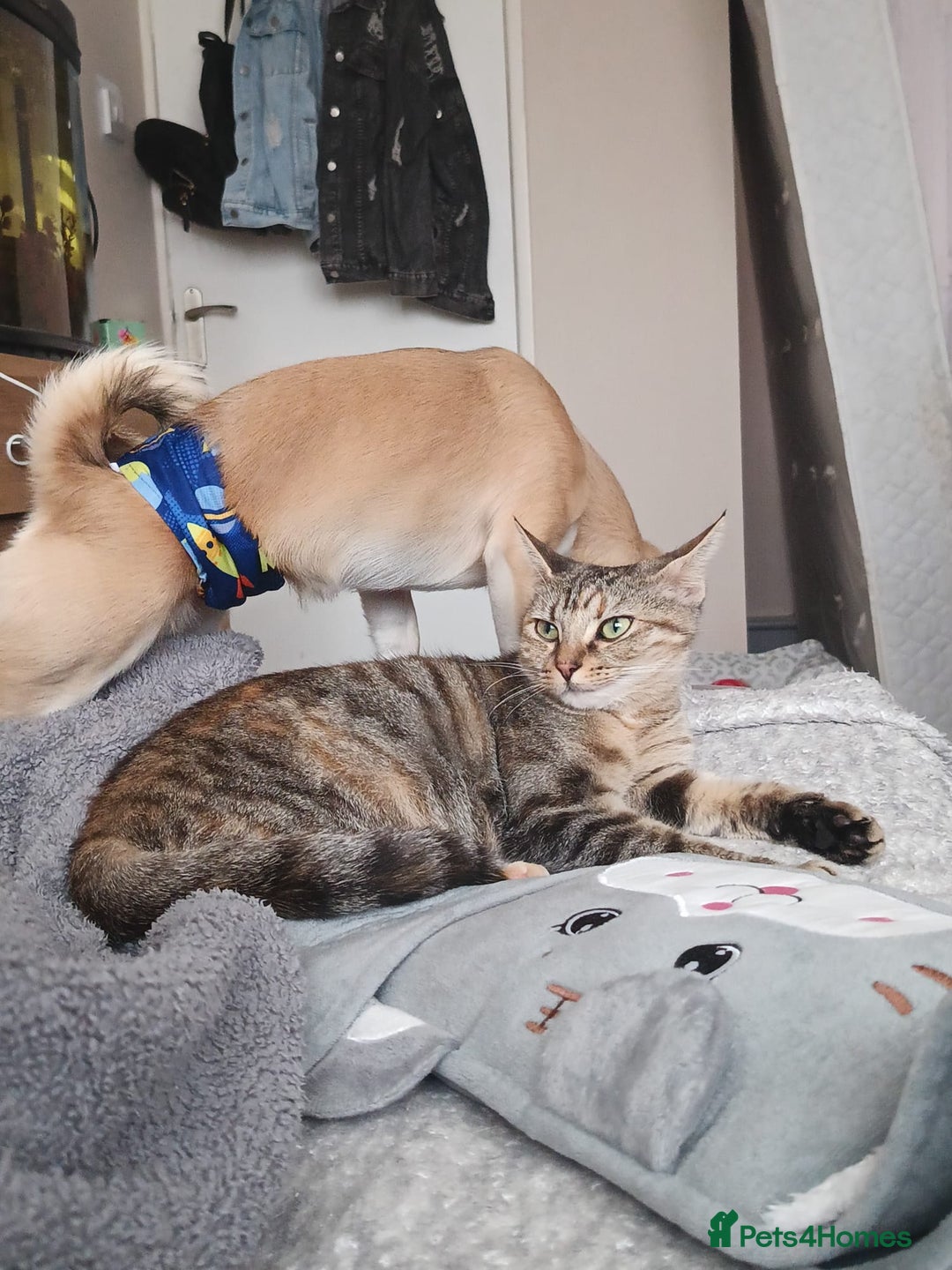 Mixed Breed cats for sale: Gorgeous cross bengal girl - Image 4