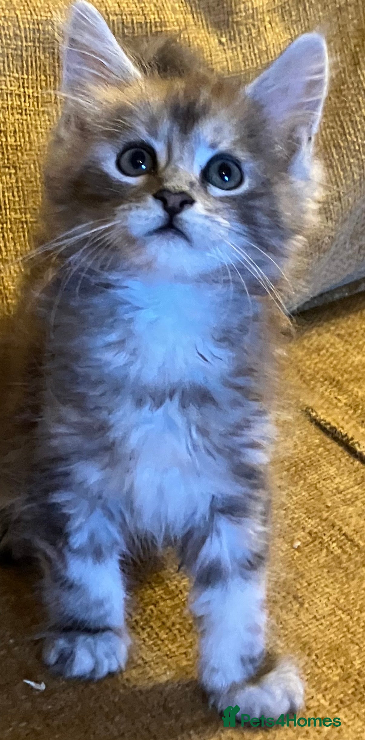 Maine Coon cats Stunning xl Maine coon kittens - Advert 1