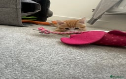 Mixed Breed cats for sale: 1 kitten is reserved only 1 left !!!! £200 - Image 6