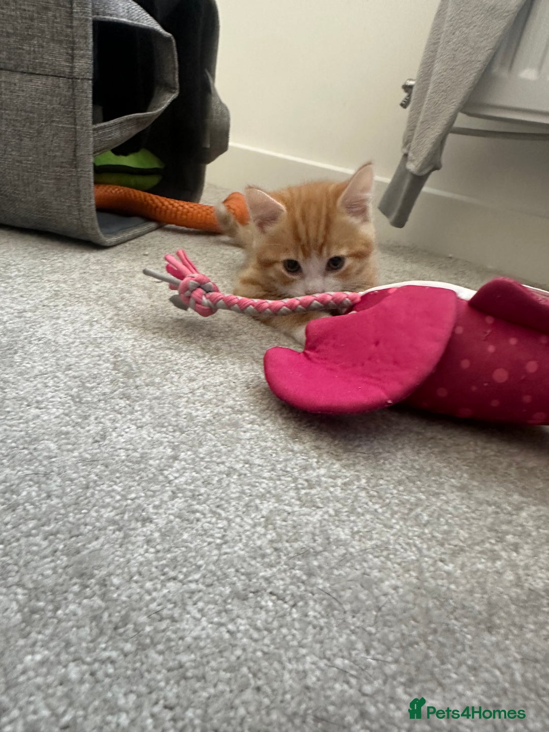 Mixed Breed cats for sale: 1 kitten is reserved only 1 left !!!! £200 - Image 6