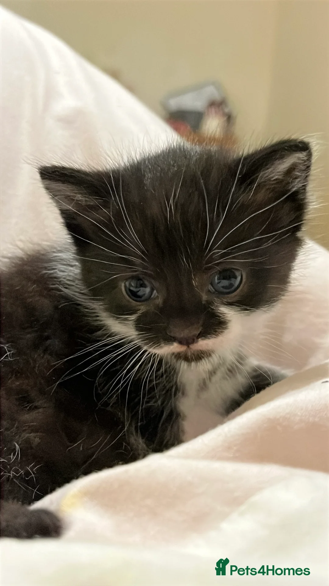 Mixed Breed cats for sale: Lucy & Yuki - Advert 2