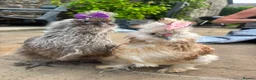 Chickens poultry for sale: 3 beautiful female silkies  - Advert 12