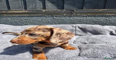 Miniature Dachshund dogs - Advert 12