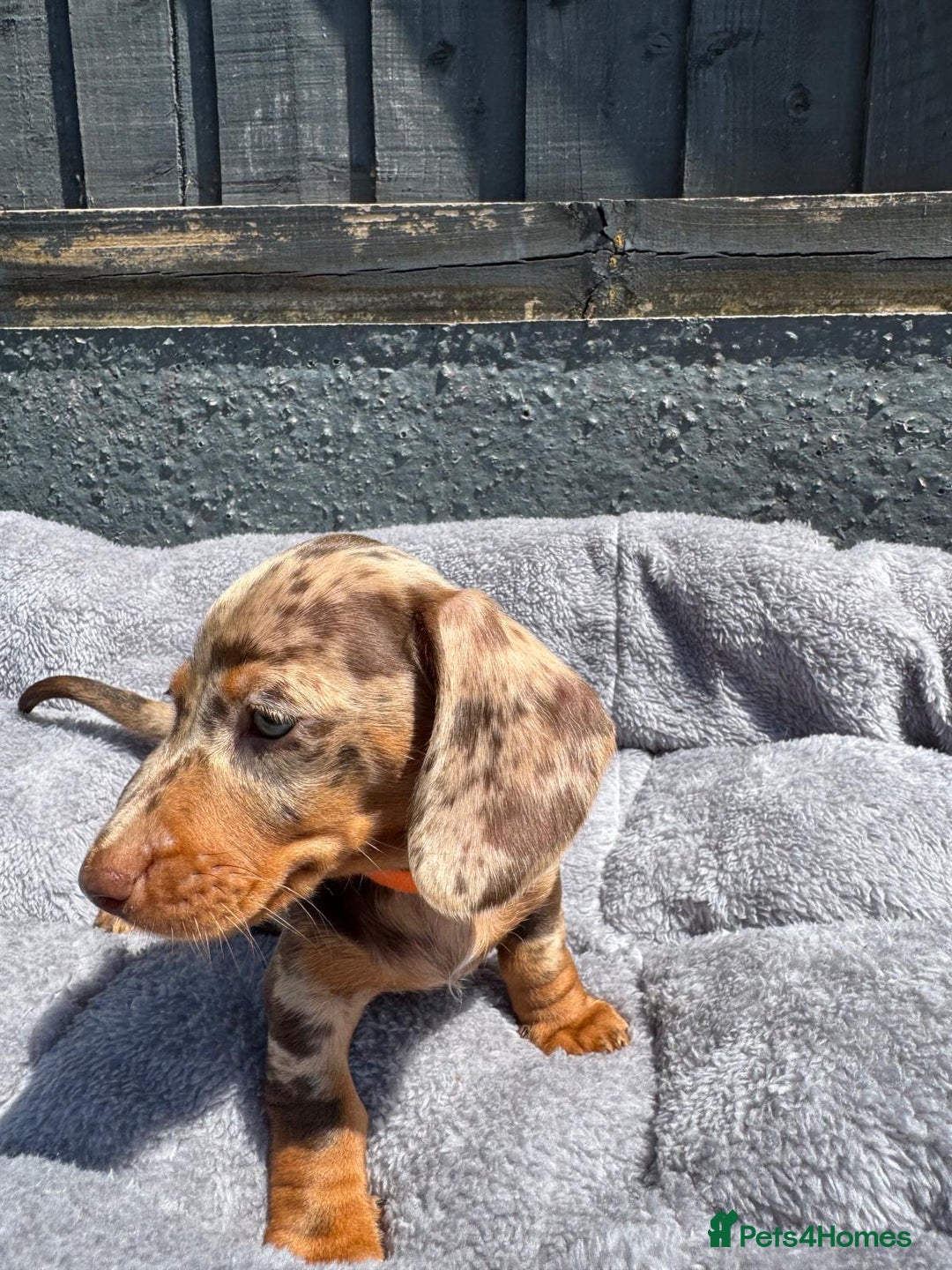 Miniature Dachshund dogs for sale: Kc mini dachshunds  - Image 3