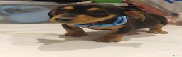 Miniature Dachshund dogs for sale: Stunning little daxie pups 😍 - Advert 14