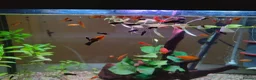 Swordtails fish for sale: Xipho  in Stanmore - Advert 1