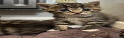 Mixed Breed cats for sale: Beautiful family kittens  - Advert 9