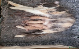 Exotic cats for sale: Registered Brothers  - Image 9