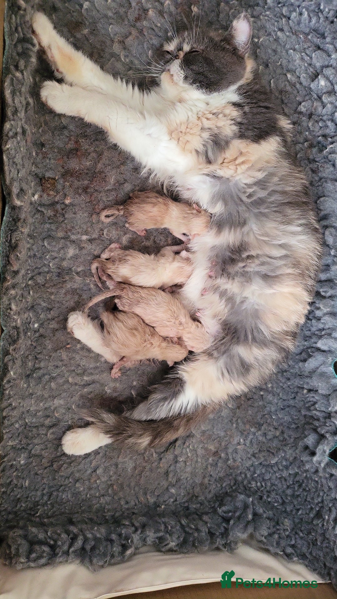 Exotic cats for sale: Registered Brothers  - Image 9