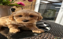 Maltipoo dogs for sale: Adorable Maltipoo  - Image 9