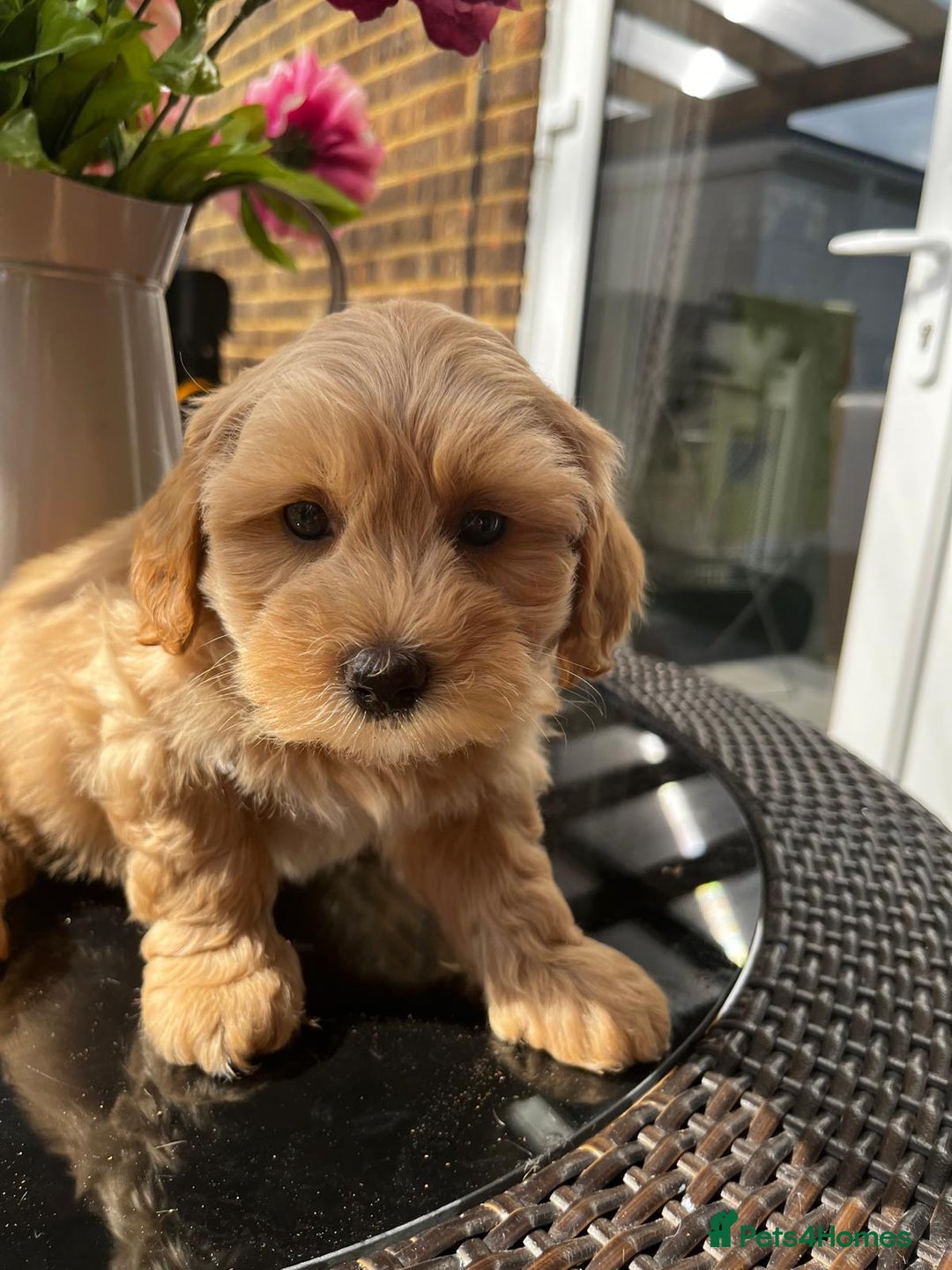 Maltipoo dogs for sale: Adorable Maltipoo  - Image 9