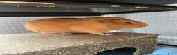 Guinea Pig rodents for sale: 2 gorgeous guinea pigs and home  in London - Advert 2